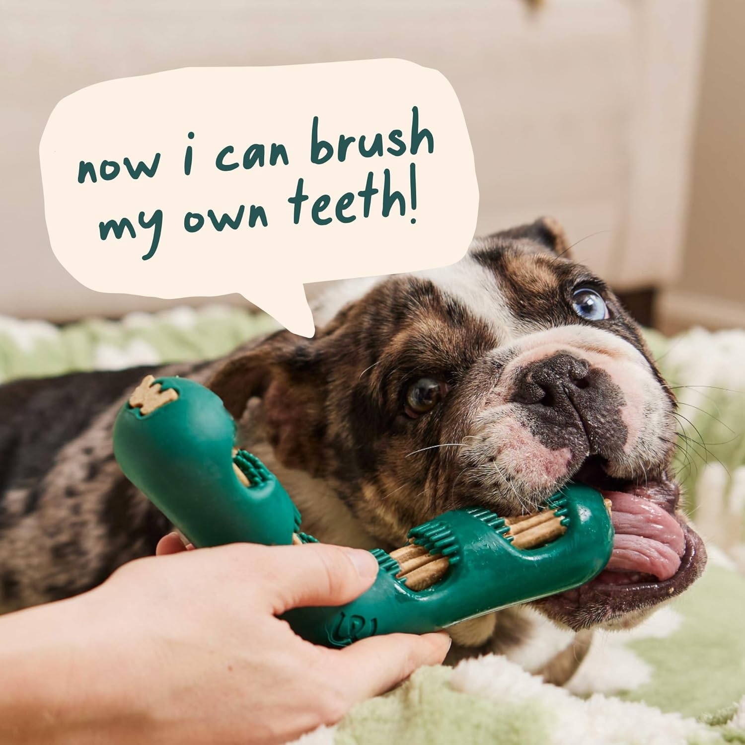 image:imageWOOF The Bite n Brush Dog Toothbrush Toy Scrub Plaque and Tartar from Your Dogs Teeth and Mouth Dog Dental Chew Toy SmallLarge